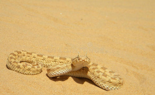 沙漠角蝰蛇图片