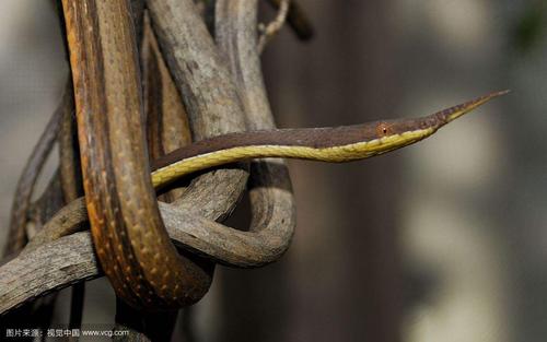 沙漠角蝰蛇图片