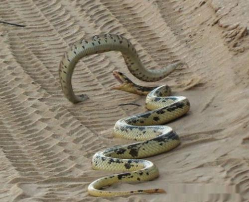 沙漠王蛇图片