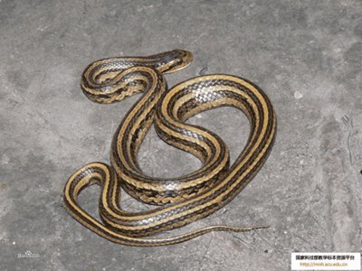 山王蛇图片