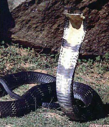 山王蛇图片