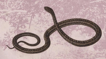 双斑锦蛇图片