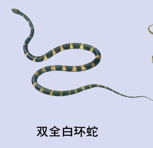 双全白环蛇图片