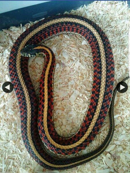 束带蛇图片