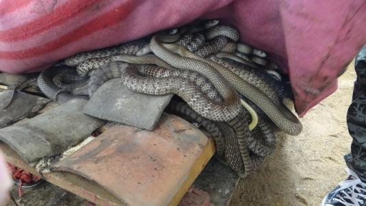 水律蛇、南蛇、滑鼠蛇图片