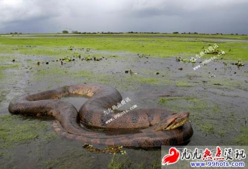 水蚺图片