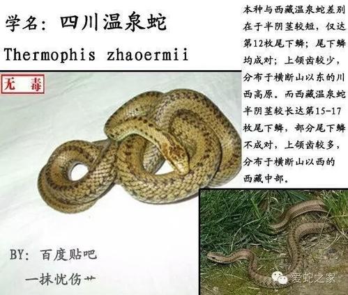 四川温泉蛇图片
