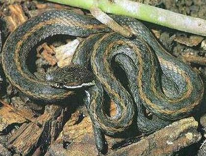 台北腹链蛇图片