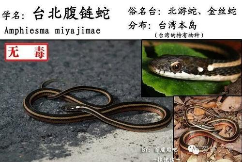 台北腹链蛇图片