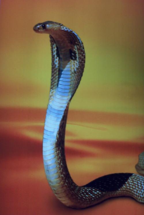 泰国眼镜蛇图片