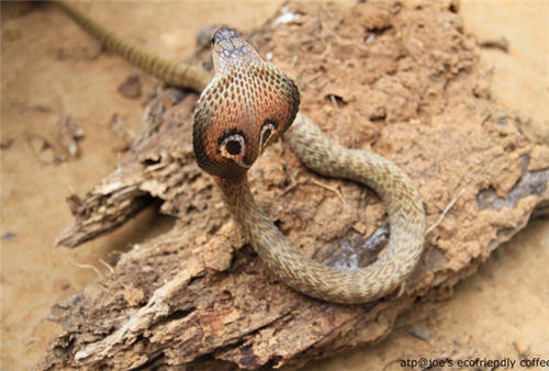 泰国眼镜蛇图片
