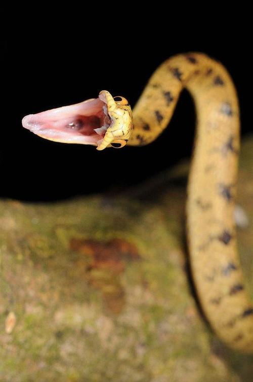 台湾钝头蛇图片
