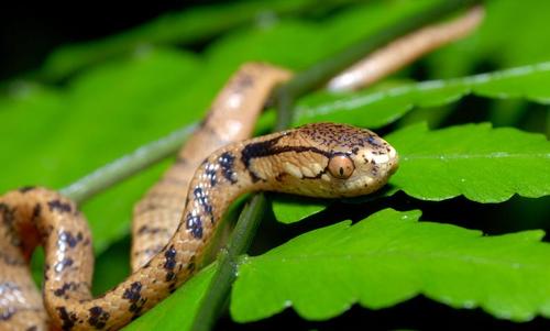 台湾钝头蛇图片