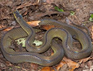 台湾脊蛇图片
