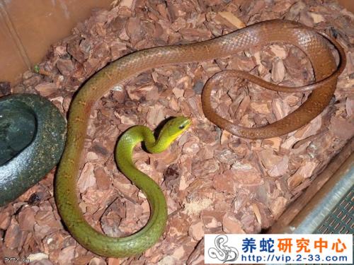 台湾脊蛇图片