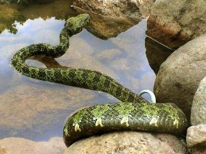 台湾烙铁头蛇图片