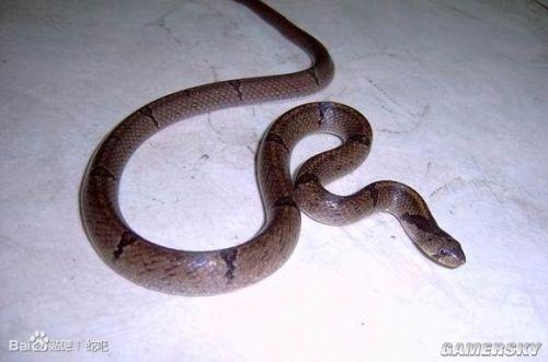 台湾小头蛇图片