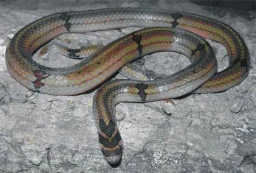 台湾小头蛇图片
