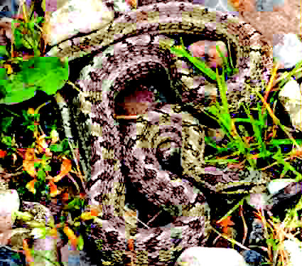土灰蛇图片