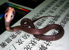 唾蛇图片