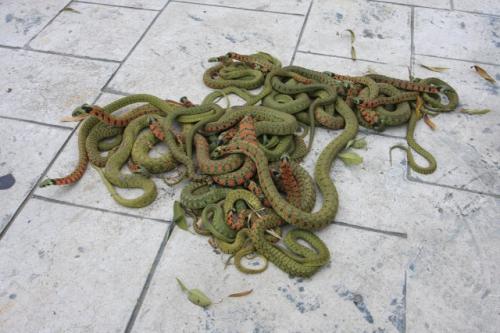 王锦蛇图片