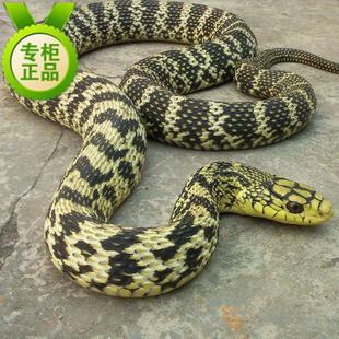 王锦蛇图片