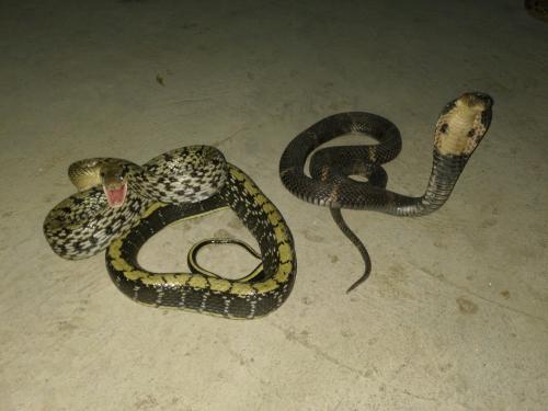 瓦氏蝮蛇图片