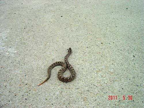 瓦氏蝮蛇图片
