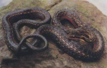 瓦屋山腹链蛇图片