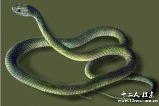 纹尾斜鳞蛇图片