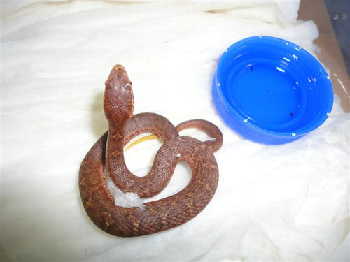 乌苏里蝮蛇图片