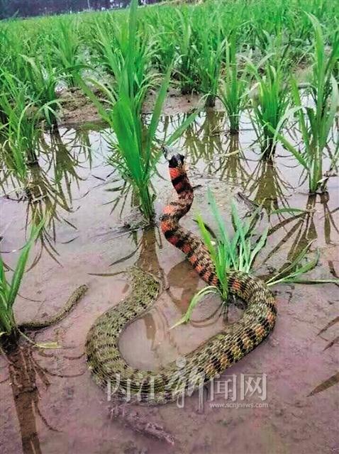 乌苏里蝮蛇图片