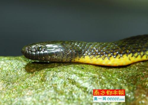 香港后棱蛇图片