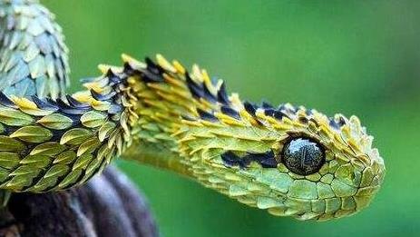 香蛇图片