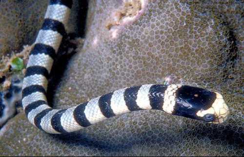小头海蛇图片