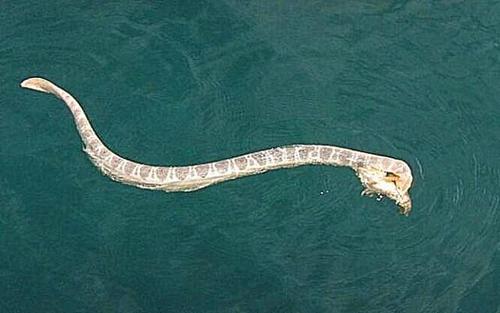 小头海蛇图片