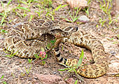 西部菱斑响尾蛇图片