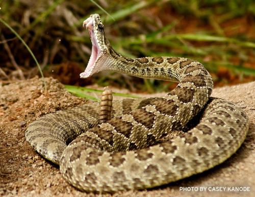 西部菱斑响尾蛇图片