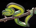 西藏竹叶青蛇图片
