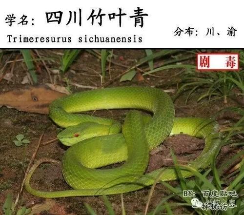 西藏竹叶青蛇图片