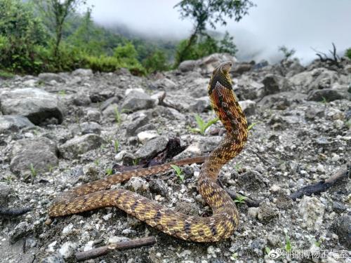 斜鳞蛇图片