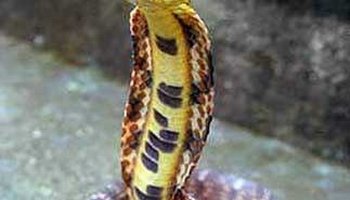 斜鳞蛇图片