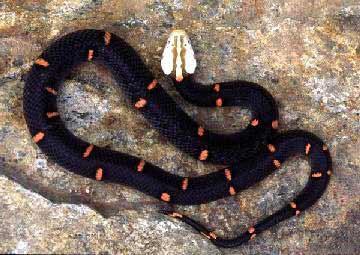 喜玛拉雅白头蛇图片