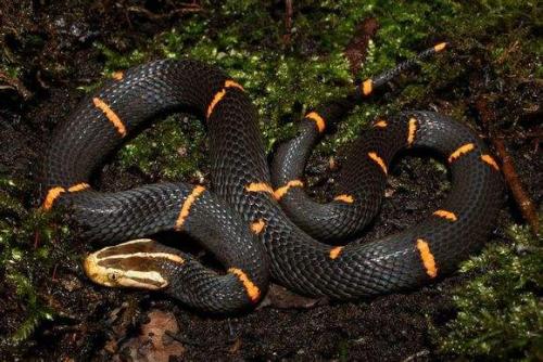 喜玛拉雅白头蛇图片