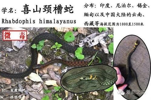 喜山颈槽蛇图片