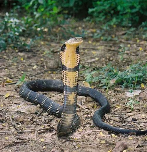 喜山颈槽蛇图片