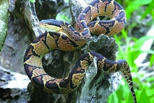 亚马逊巨蝮蛇图片