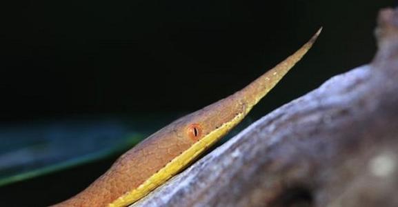 叶鼻蛇图片
