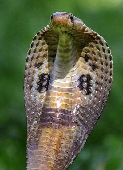 印度眼镜蛇图片