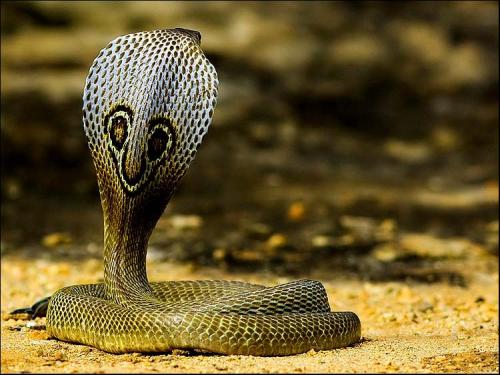 印度眼镜蛇图片